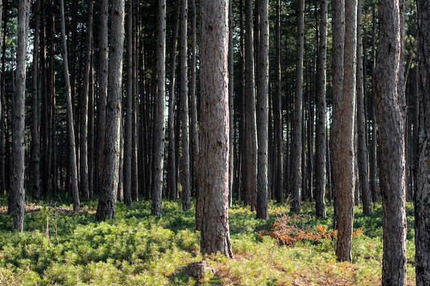 Trees and forest backgrounds