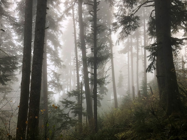 Free photo trees of the forest covered in mist in oregon, usa