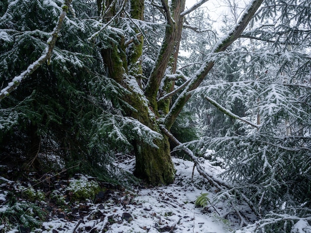 Trees in a forest covered in the snow at daytime in Germany - perfect for natural concepts