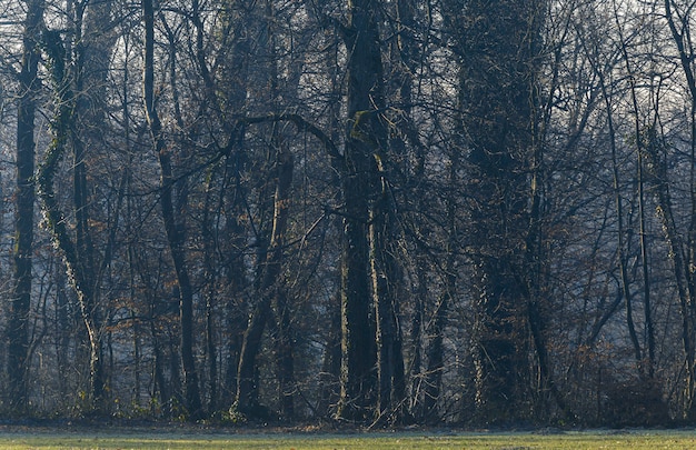 Trees in the gloomy forest in Maksimir, Zagreb, Croatia