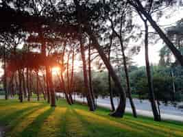 Free photo trees on a green field planted next to each other during a sunset