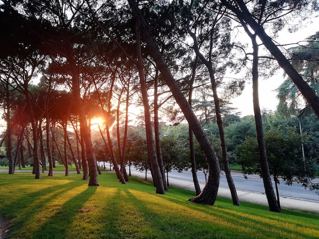 Trees on a green field planted next to each other during a sunset