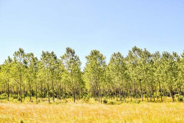 Trees growing in the valley under the bright sunny sky