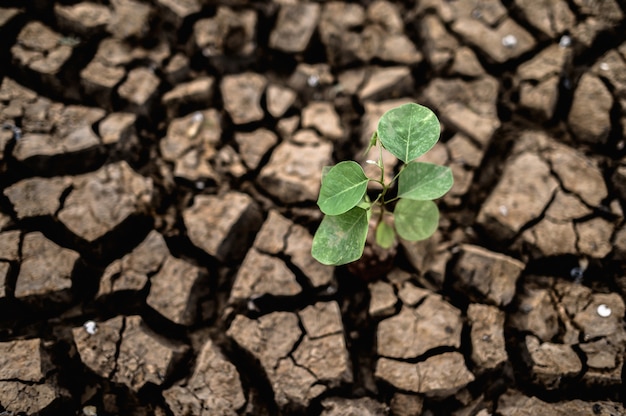 Free photo trees grown in dry, cracked, dry soil in the dry season, global warming