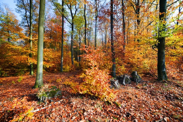 Free photo trees on a hill