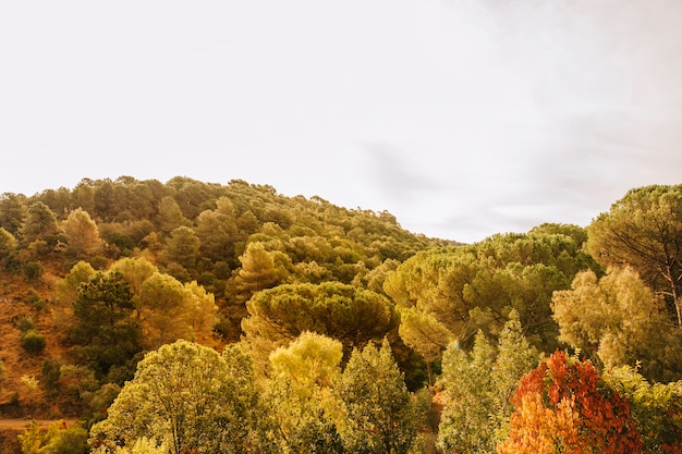 Trees in hilly landscape