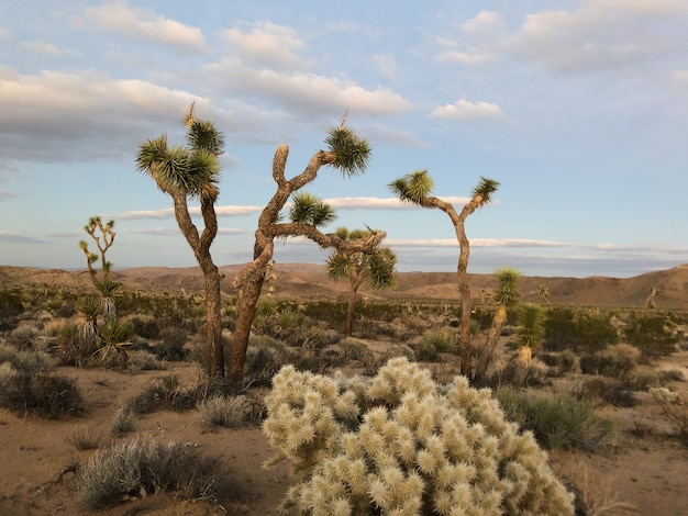 Free photo trees in the joshua tree national park, usa