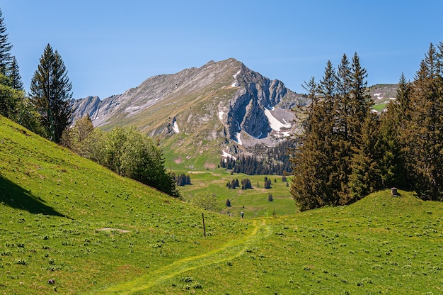 Free photo trees on the mountains of swizz alps in switzerland