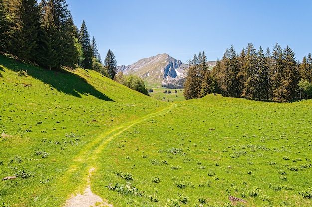 Free photo trees on the mountains of swizz alps in switzerland