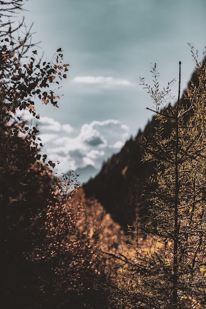 Trees and Mountains