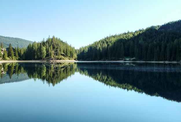 Free photo trees near body of water