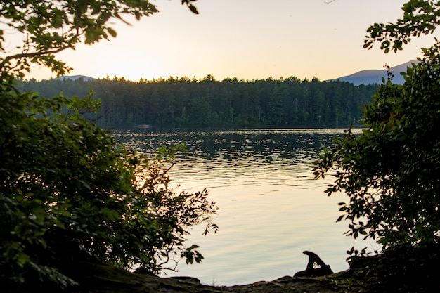 Trees near the sea at sunset with a forest