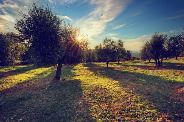 Trees planted on dirt roads