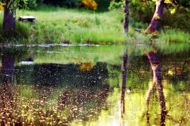 Free photo trees reflected in the lake