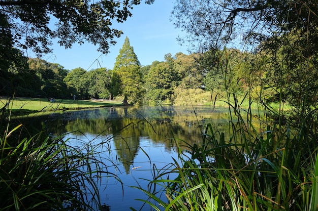 Trees reflecting on a small pond under the sunlight at daytime