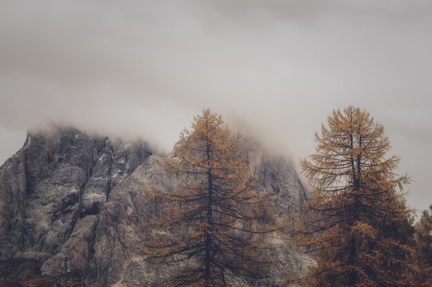 Trees and Rock Formation Under Foggy Weather