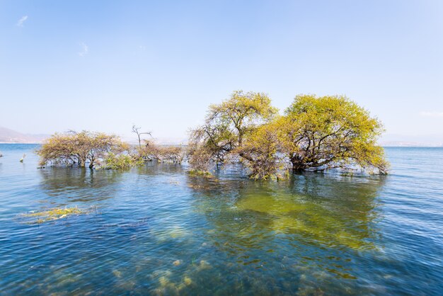 Trees sunken in a lake