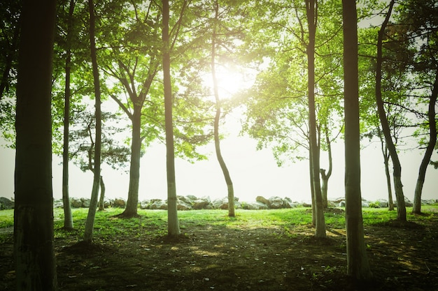 Trees at sunset