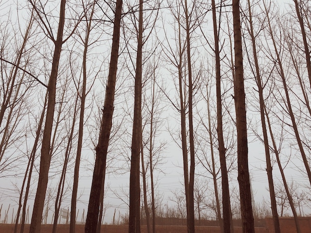 Free photo trees in a winter forest on a foggy day