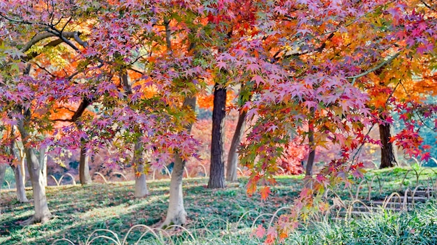 Free photo trees with colorful leaves