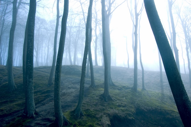 Free Photo trees with fog