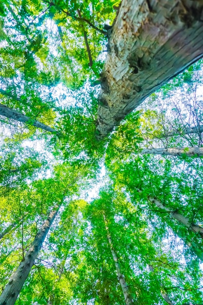 Free photo trees with green leaves