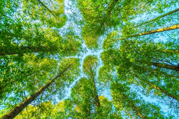 trees with green leaves