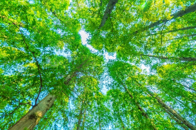 trees with green leaves