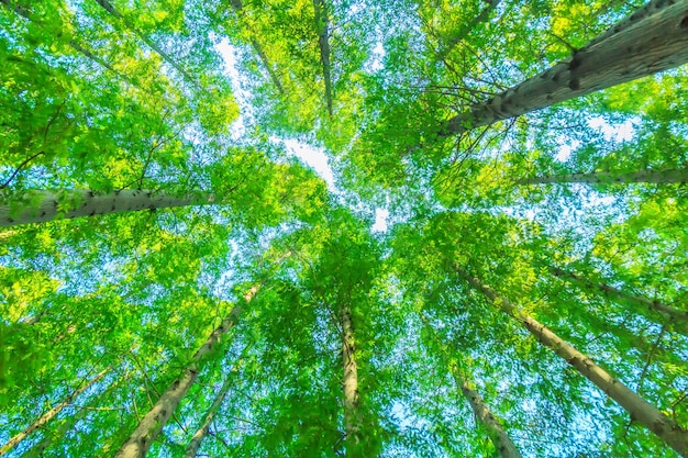 trees with green leaves