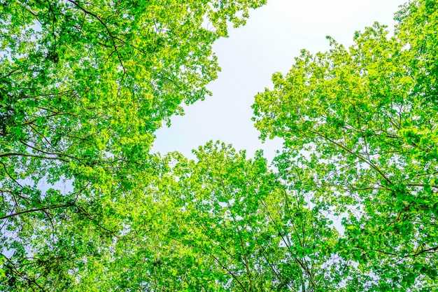 Free photo trees with green leaves