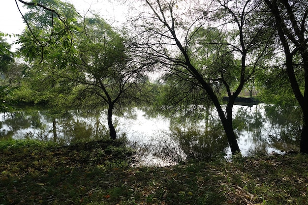 Free Photo trees with a lake behind