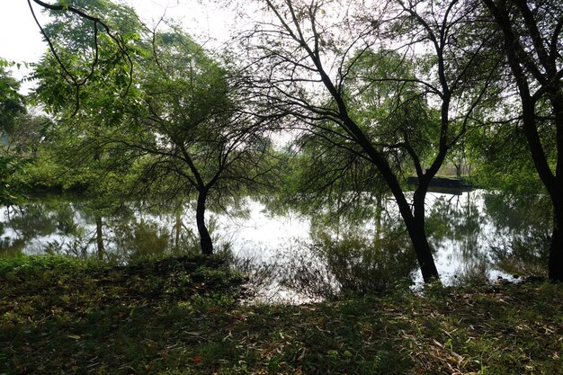 Free Photo trees with a lake behind