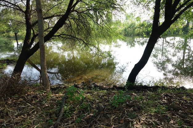 Free photo trees with a lake behind