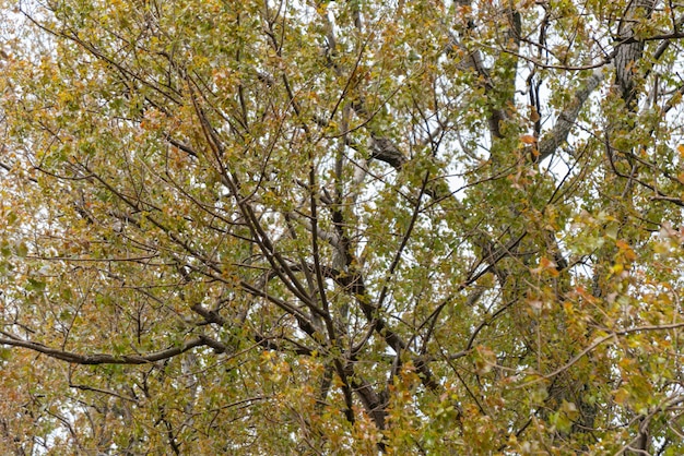 Free photo trees with leaves on a cloudy day