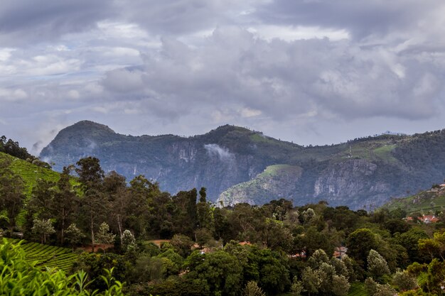 Trees with a mountain in the background