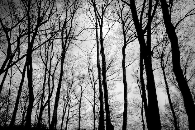 Free Photo trees without leaves