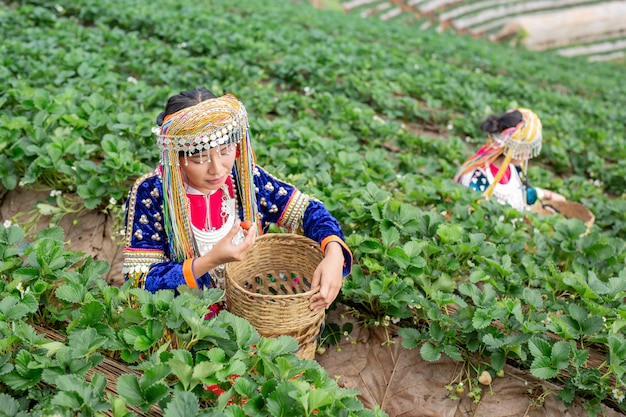 Tribal girls are collecting strawberries 