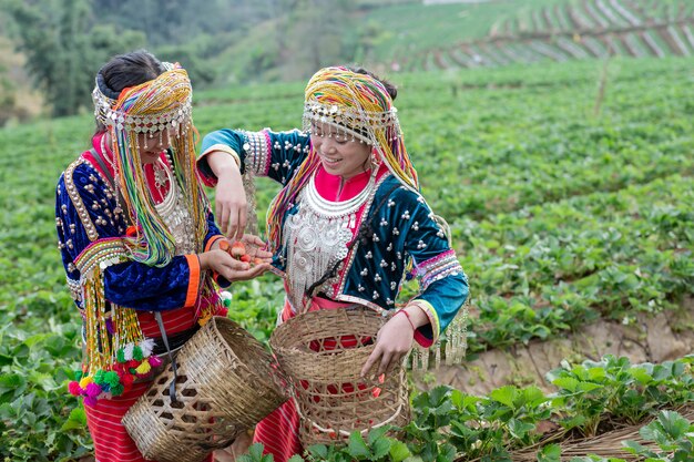 Tribal girls are collecting strawberries 