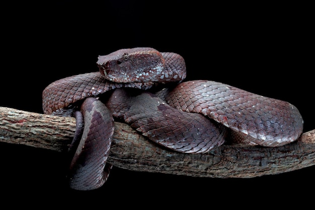 Free photo trimeresurus puniceus snake trimeresurus puniceus closeup head