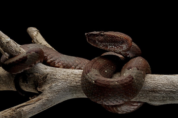 Free photo trimeresurus puniceus snake trimeresurus puniceus closeup head