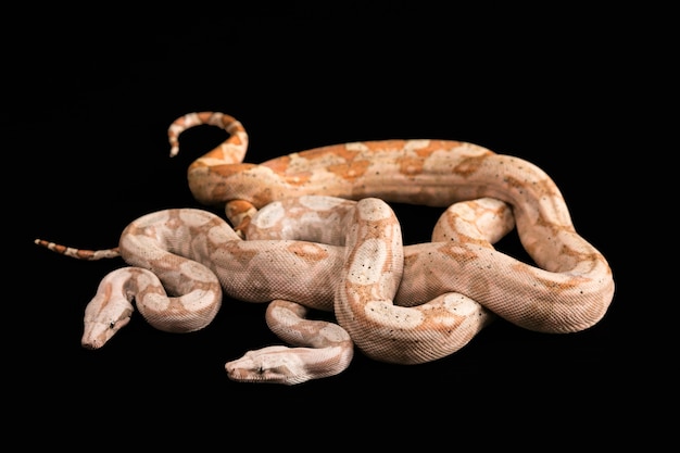 Free photo trimeresurus puniceus