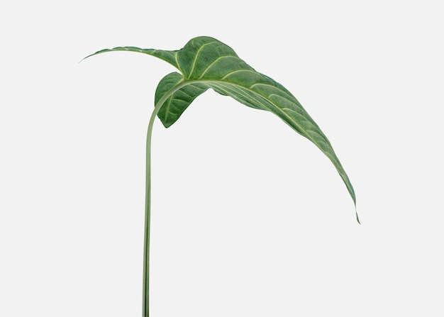 Free photo tropical alocasia leaf on an off white background