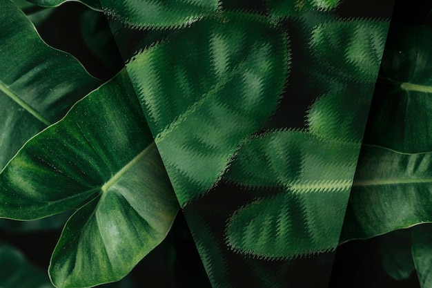 Free photo tropical anthurium leaves textured background