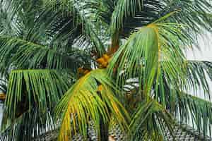 Free photo tropical background, palms against the sky