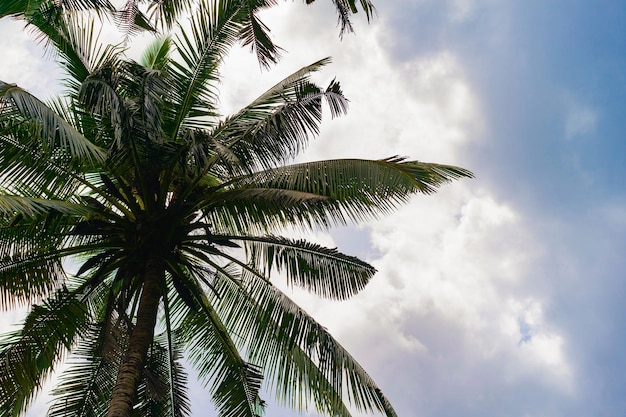 Free photo tropical background, palms against the sky