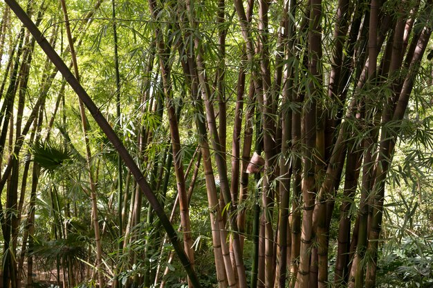 Tropical bamboo forest in daylight