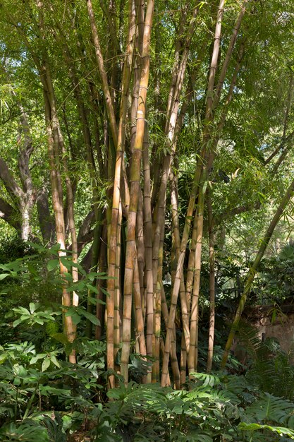 Tropical bamboo forest in daylight