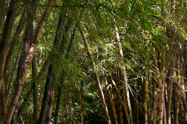 Tropical bamboo forest in daylight