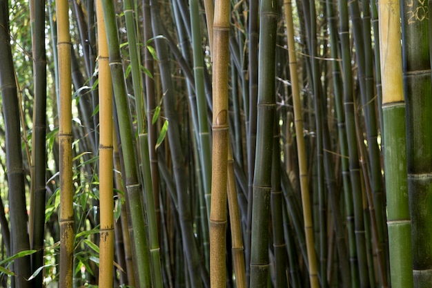 Tropical bamboo forest in daylight