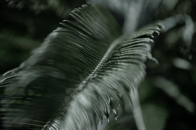 Tropical branches of palm trees with textured leaves. Vegetation concept in hot climates.